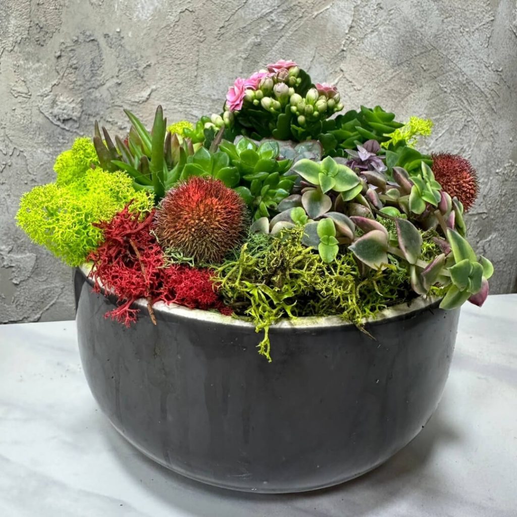 7-adet-sukulent-cicek-2160x2160